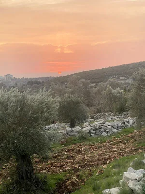 Sunset over a Syrian olive grove