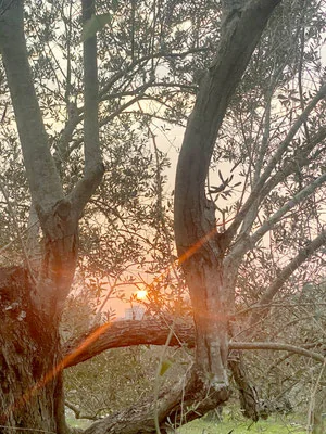 Sunlight through olive trees